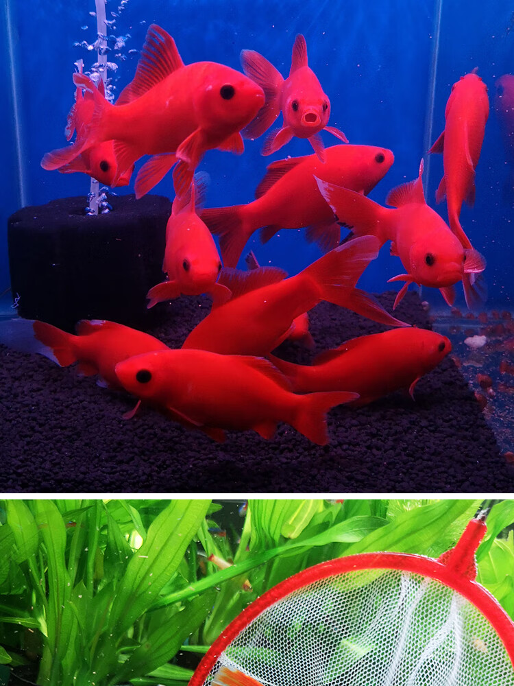 7-9冷水 鹦鹉特惠3条【图片 价格 品牌 报价】-京东