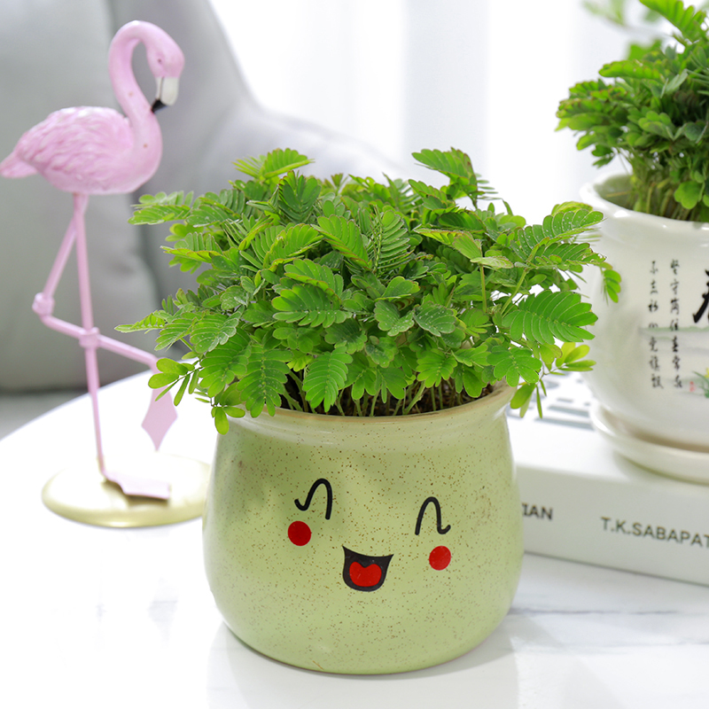 含羞草小盆栽室内阳台植物易种花卉怕羞草害羞草趣味植物z1含羞草原土