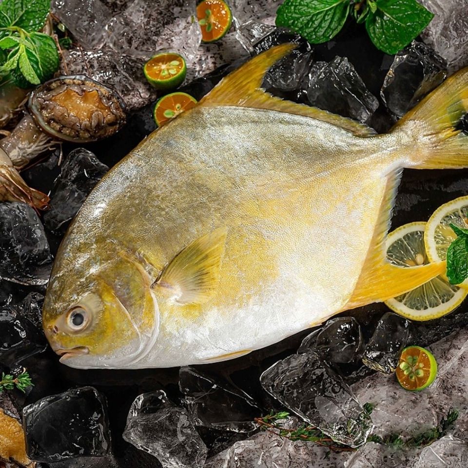 金鲳鱼没有冰新鲜冷冻深海大金鲳新鲜发货,顺丰冷链