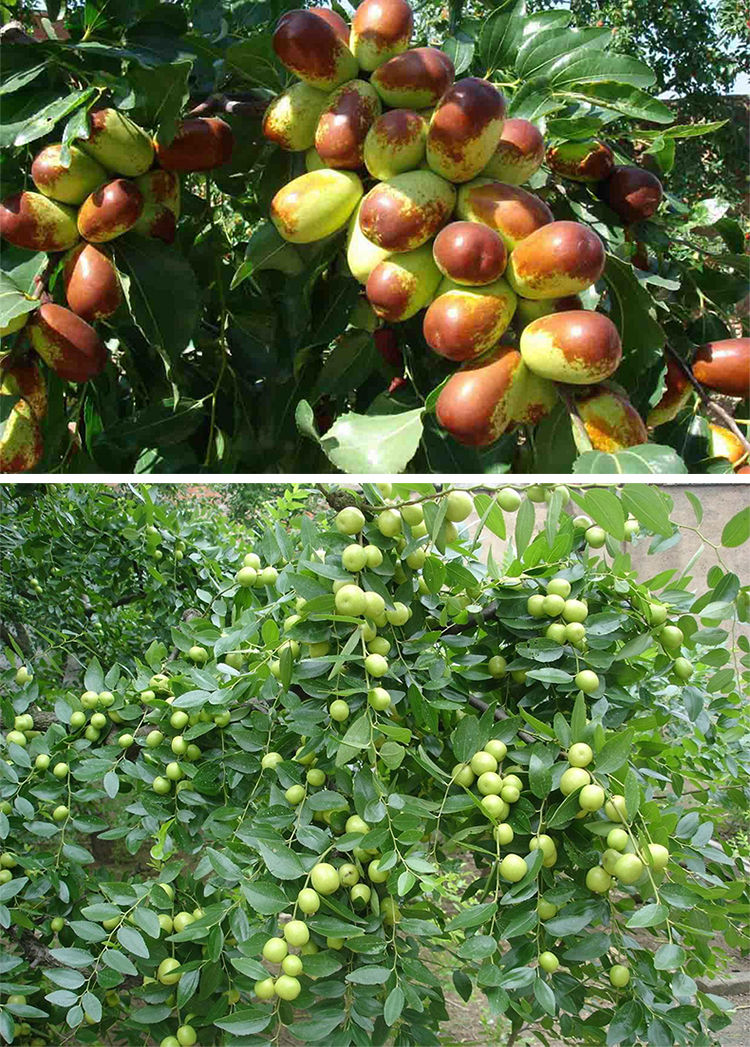 适用空间:庭院植物类别:其它是否含花盆:不含盆品种:枣树苗结果季节