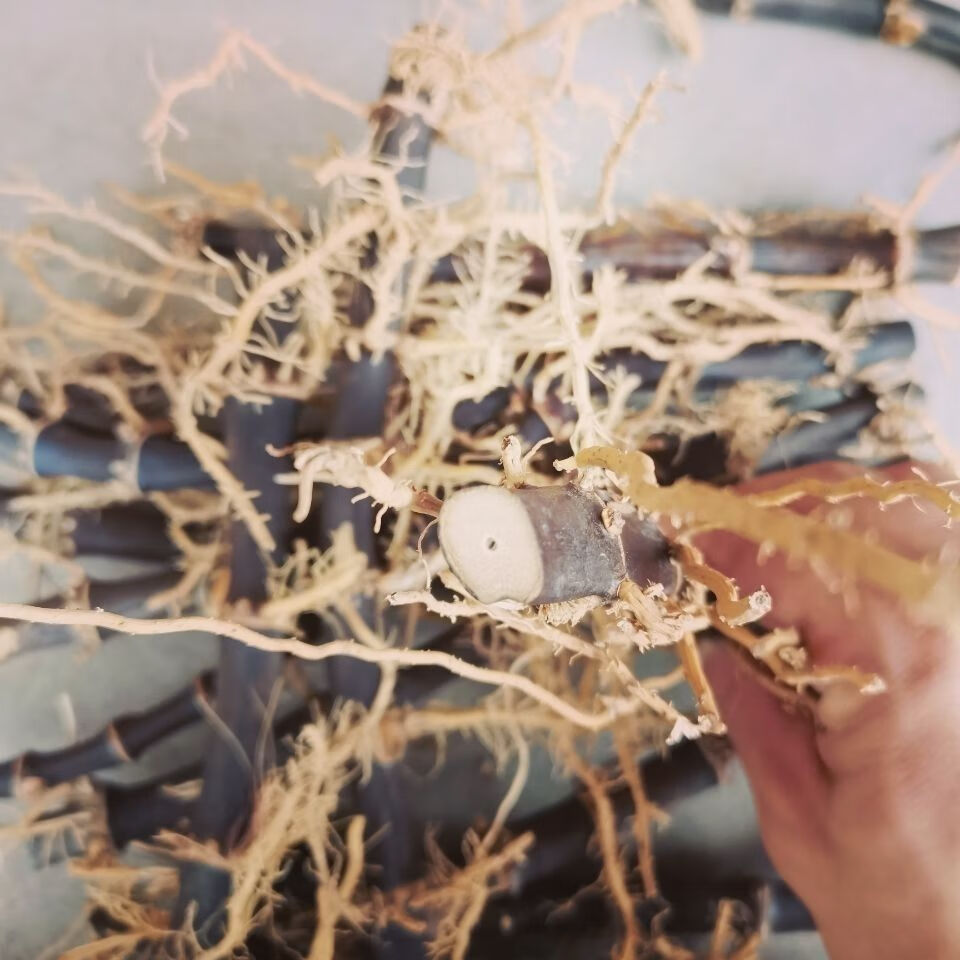 官方旗舰紫竹根黑竹根三年以上老竹根紫竹棵竹棵年份足干紫竹根1斤