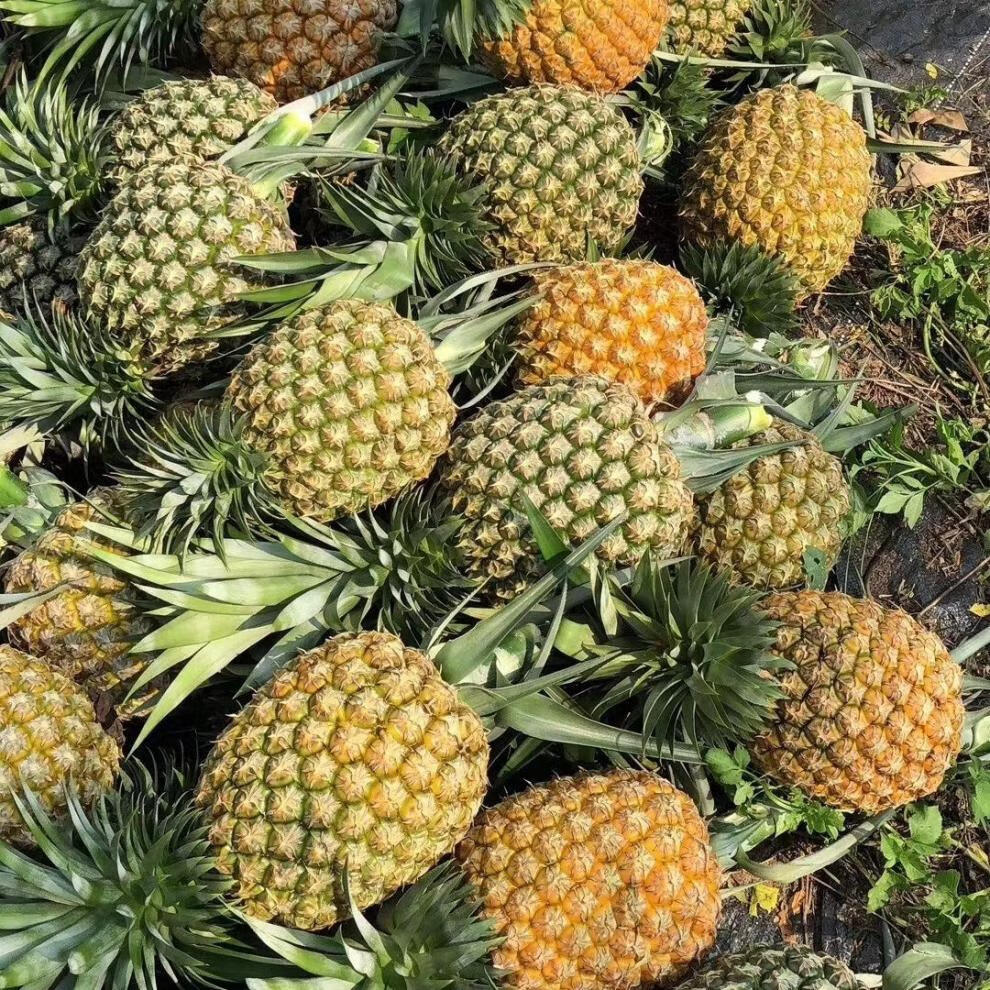 凤梨苗地菠萝苗金钻凤梨苗庭院阳台盆栽地栽种植结果带根 3棵【图片 