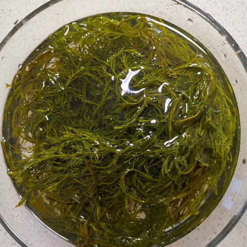 新鲜盐渍马尾藻鞭炮笋长寿菜羊栖菜海藻凉拌即使火锅食材 长寿菜3斤