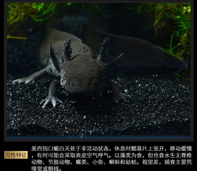 顺丰金鱼活体六角恐龙鱼淡水冷水鱼缸观赏鱼蝾螈霸王龙鱼cmaos811厘米