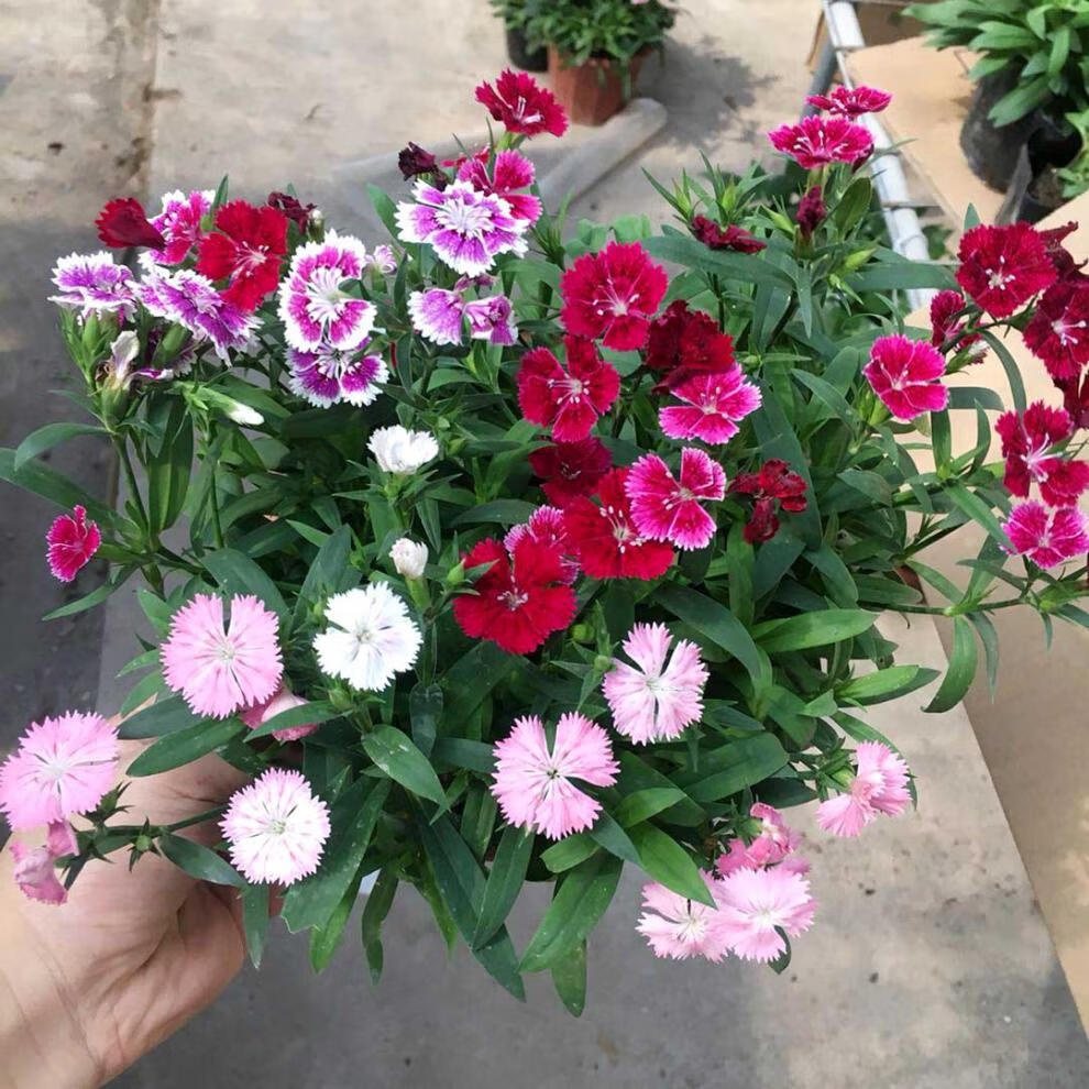 春瑞欧石竹多彩石竹盆栽 美国石竹花苗带花发 石竹梅