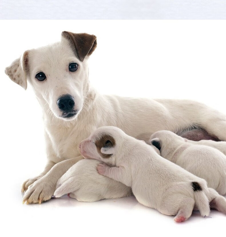 狗妈妈月子狗粮孕妇产后专用怀孕哺乳期母犬补钙母狗催下奶 牛肉味 2.