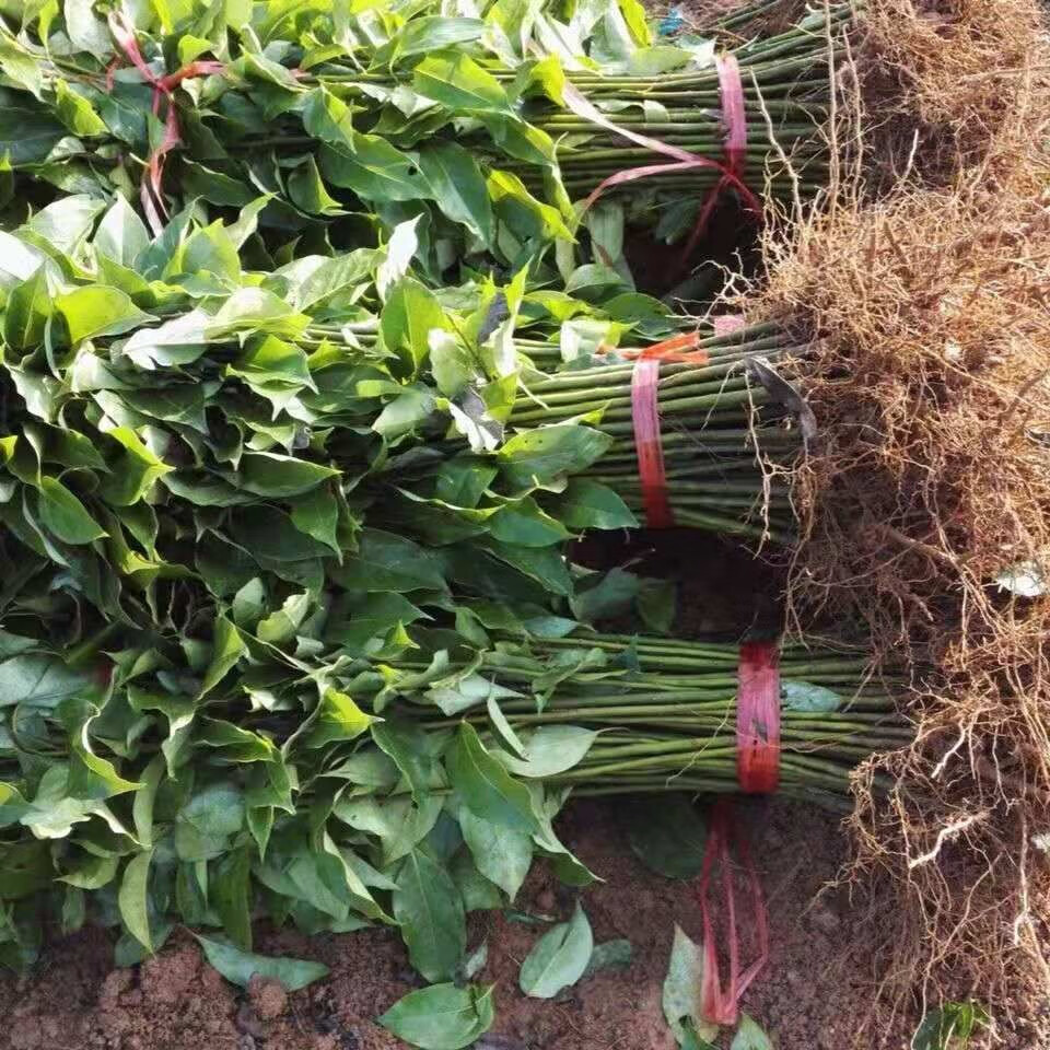 樟树芽苗香樟苗1年生香樟木苗绿化占地苗常绿樟树苗保湿 30-50厘米500