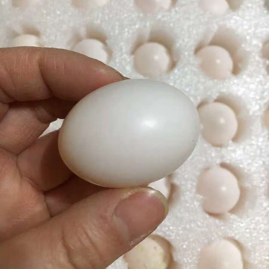 新鲜鸽子蛋初生白鸽蛋轻微破壳鸽蛋原粮喂养20枚30