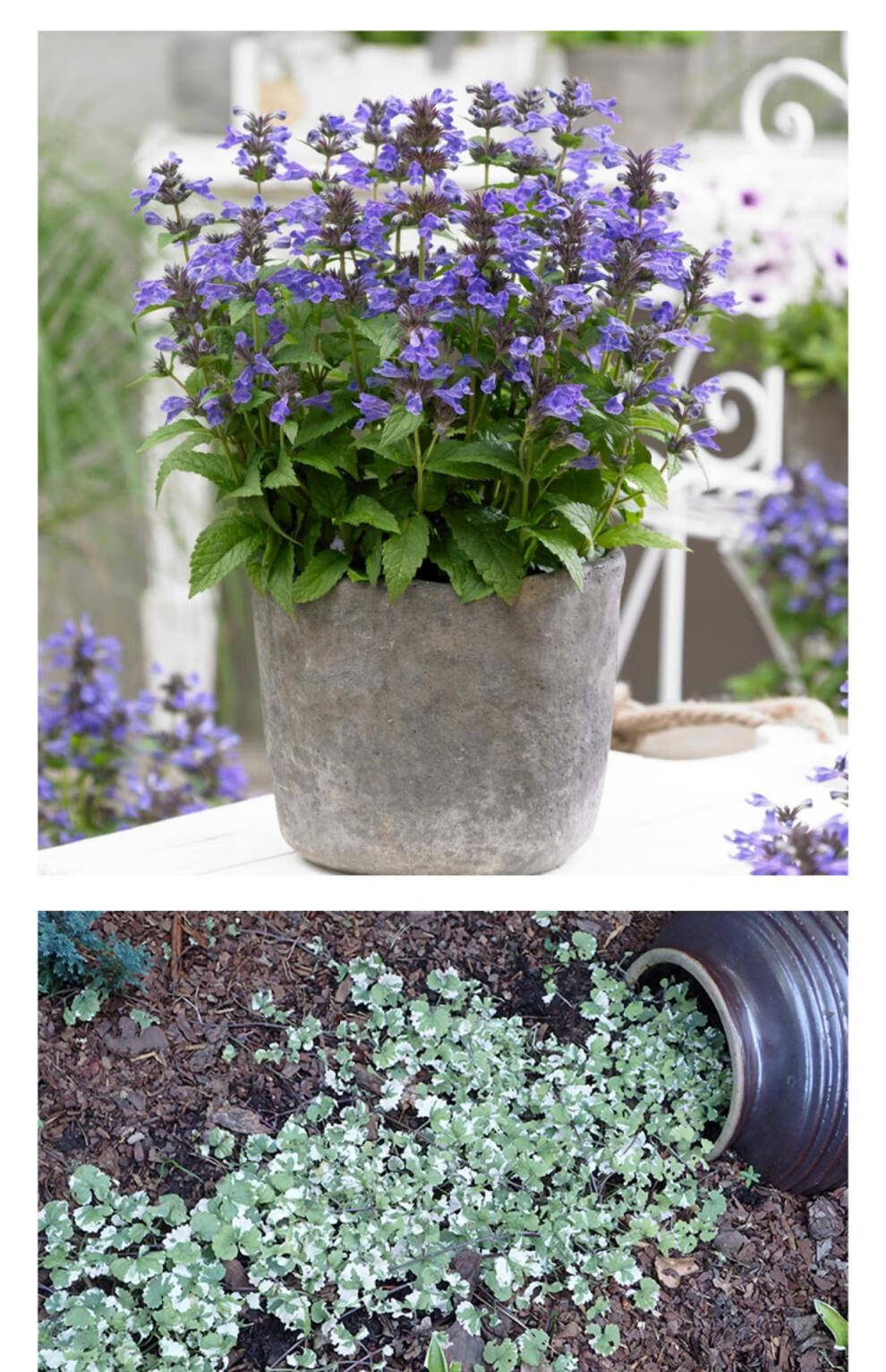 薄荷室内阳台可食用薄荷叶易养驱蚊吸甲醛绿植盆栽苗越南薄荷带盆栽好