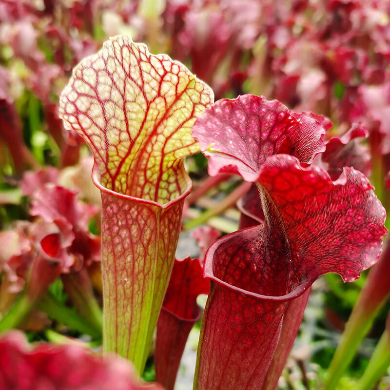 *轻奢菲朗食虫植物大瓶子草盆栽阳台客厅办公桌面虫幼儿园绿植抖音网