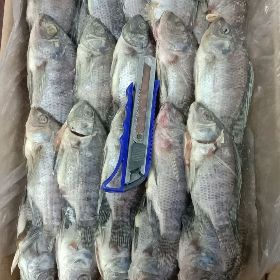 新鲜冷冻罗非鱼海鲫鱼三去罗飞鱼整箱8斤22/34条盒饭快餐食堂专用 32