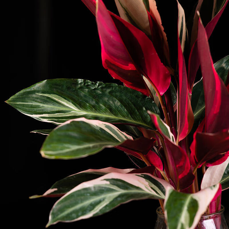 【好养】火凤凰水培养植物室内绿植富贵竹花水养好养活的盆栽耐活