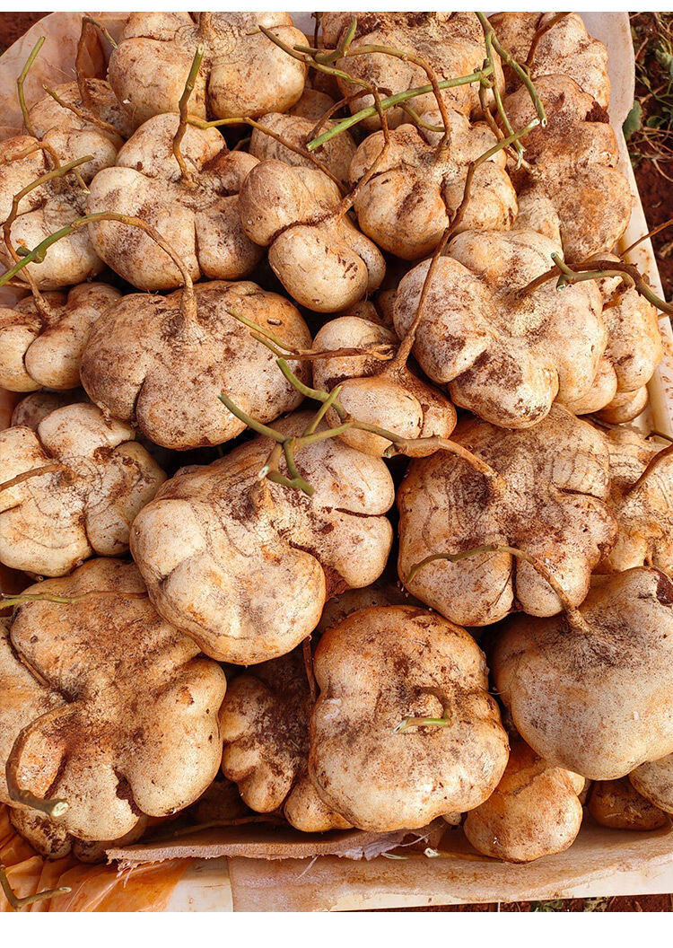 赤卉牧马山凉薯地瓜种子水果白地瓜凉薯种子特大早熟凉茹高产蔬菜种籽