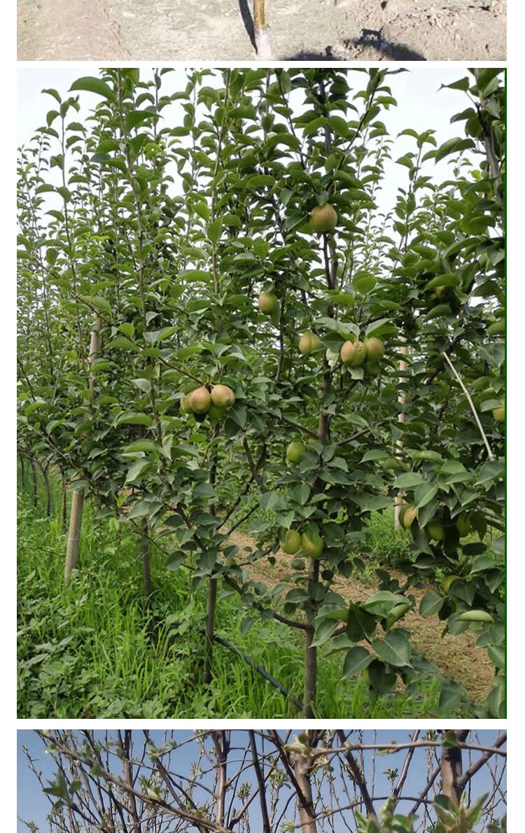 秋月梨樹果苗盆栽地栽梨樹苗北方種植沙梨碭山梨蘋果梨雪梨樹樹苗