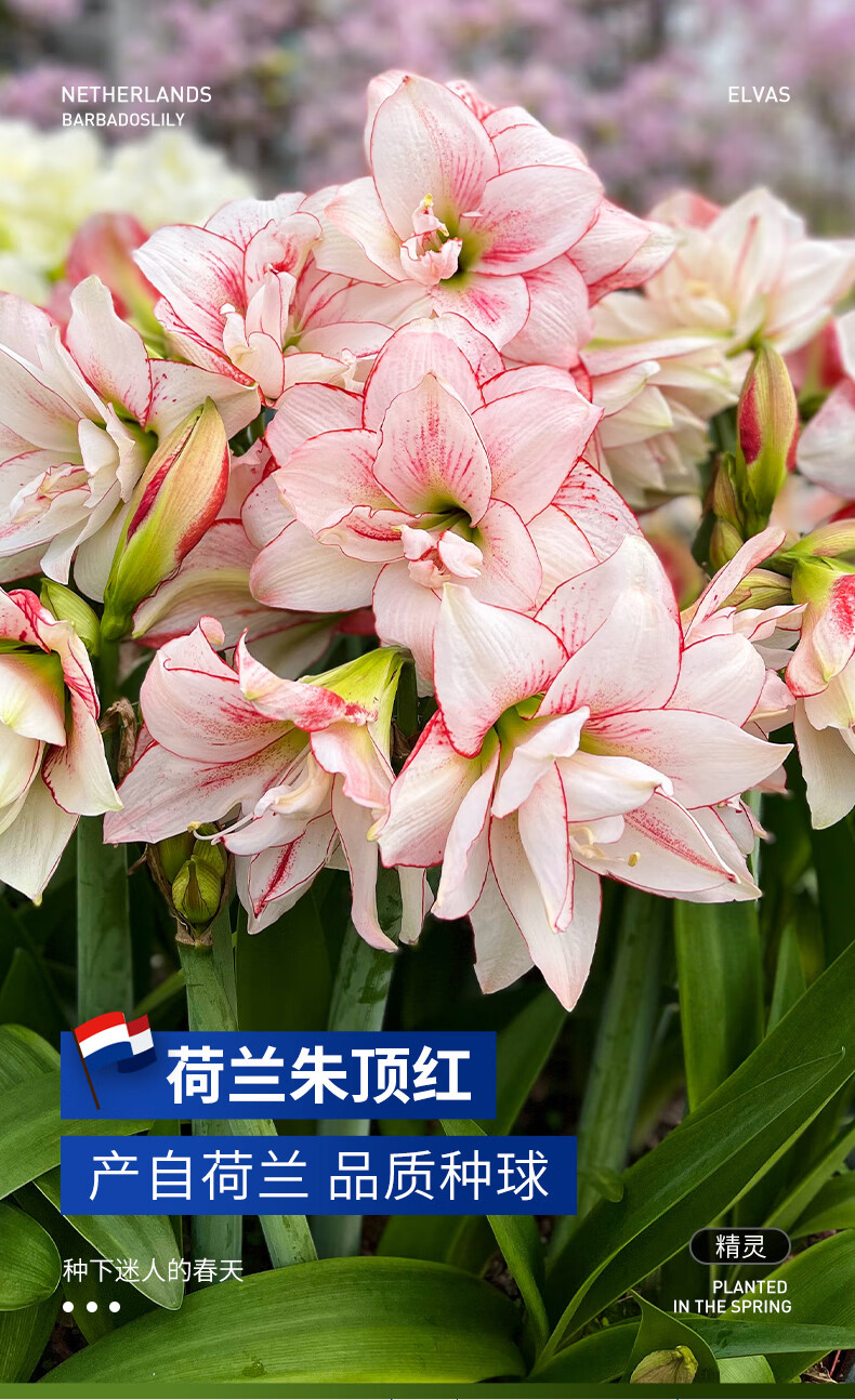 月娥虹越荷兰朱顶红种球特大球精灵舞后多年生进口重瓣朱顶红裸球预售