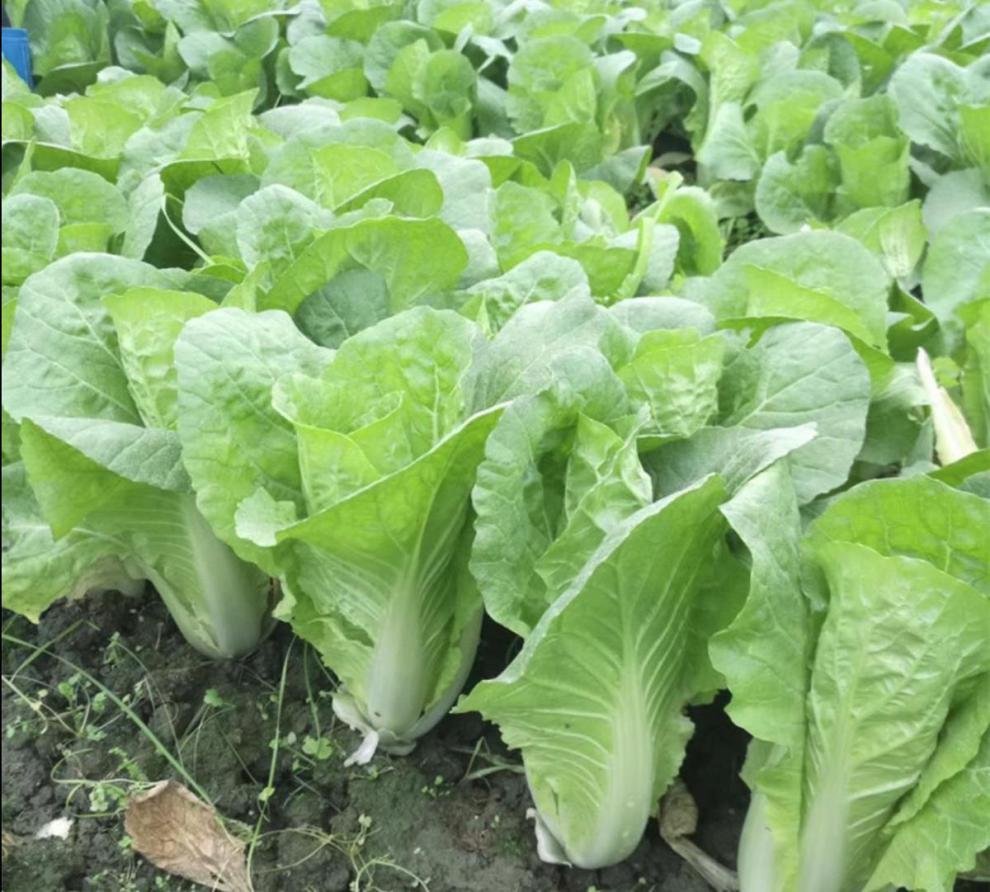 山东蔬菜包青菜组合混搭现摘时令当季无公害农家5斤其他组合限3种找