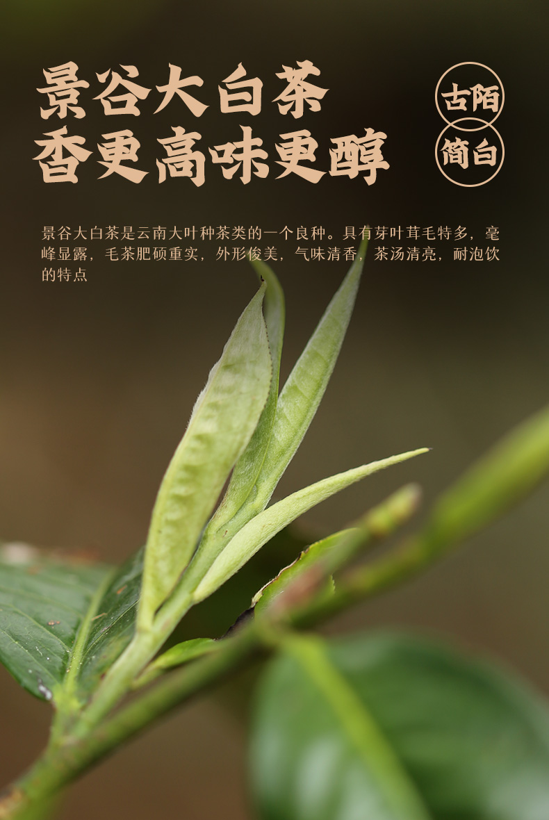 5折 古陌云南白茶古树单芽茶叶2019年大叶种白茶白毫银针饼357g简白