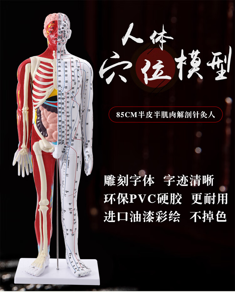 半骨骼肌肉器官针灸穴位人体模型人十二经络扎针小铜人全身图 【数字