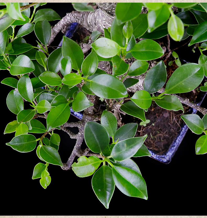 虎皮榕树盆景老桩植物室内办公室家居风水绿植长青树禅意盆栽 s虎皮榕