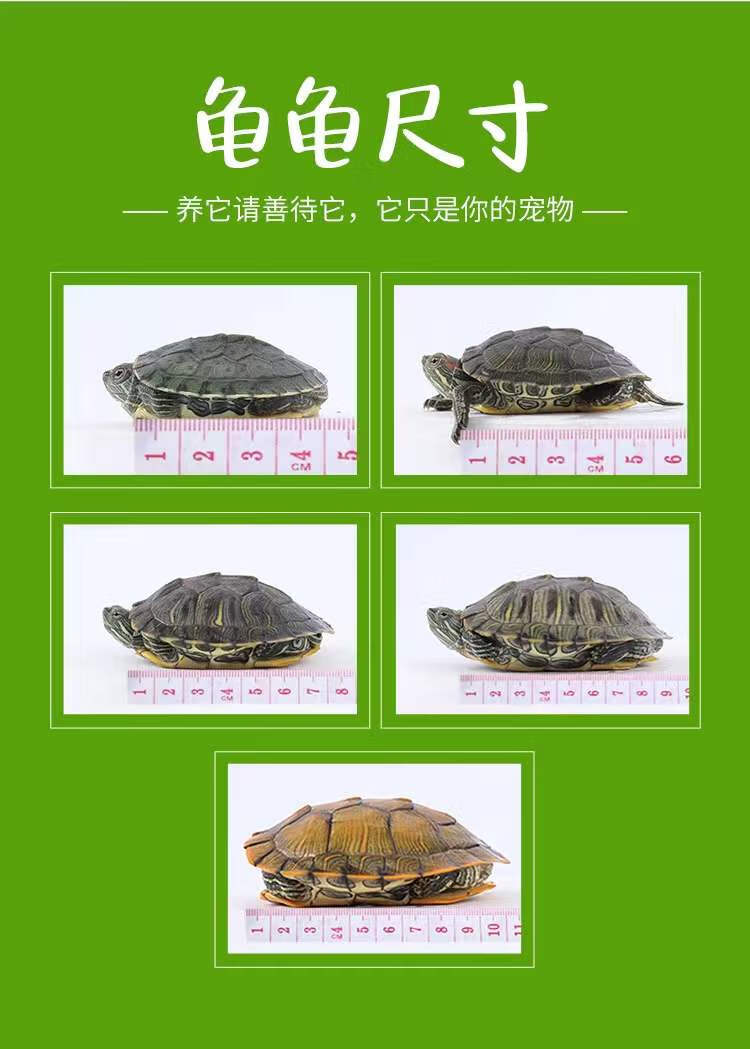 乌龟活物巴西龟小乌龟活物一对可观赏龟情侣深水龟活体好养宠物龟 15