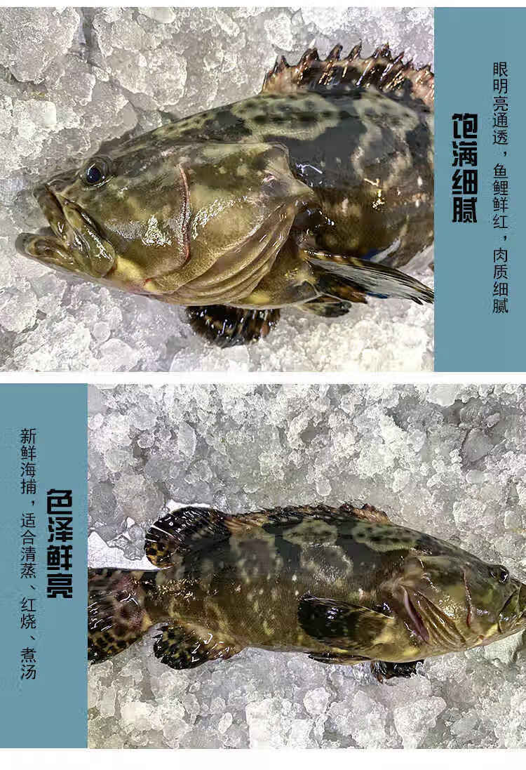 深海海鲜水产新鲜珍珠龙胆鱼鲜活冷冻老虎斑龙趸鱼批发 深海石斑鱼