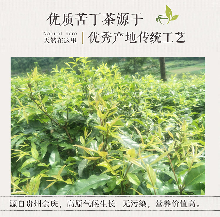 小叶苦丁茶贵州特产正宗月坤东南特级选小包装袋装一级80小袋