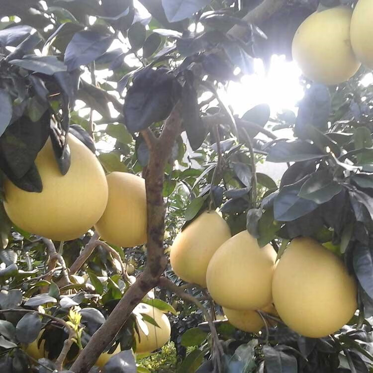 柚子树苖红心红肉蜜柚嫁接三红蜜柚果树果苖南方北方种植当年结果泰国