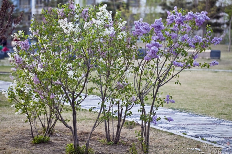 御卉閣花樹苗盆栽室外庭院陽臺耐寒花卉綠色植物紫丁香四季好養盆景