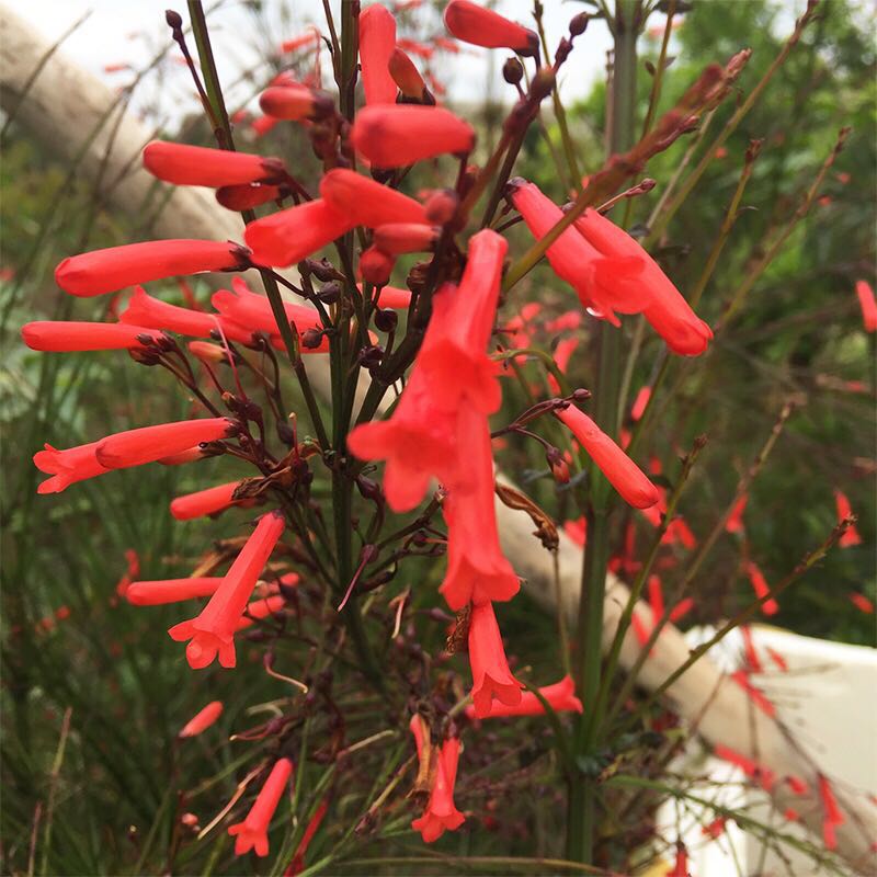 潮汕红花 仙草 抹草 春草吉祥草阳台盆栽喜庆吉祥植物 仙草20cm高多