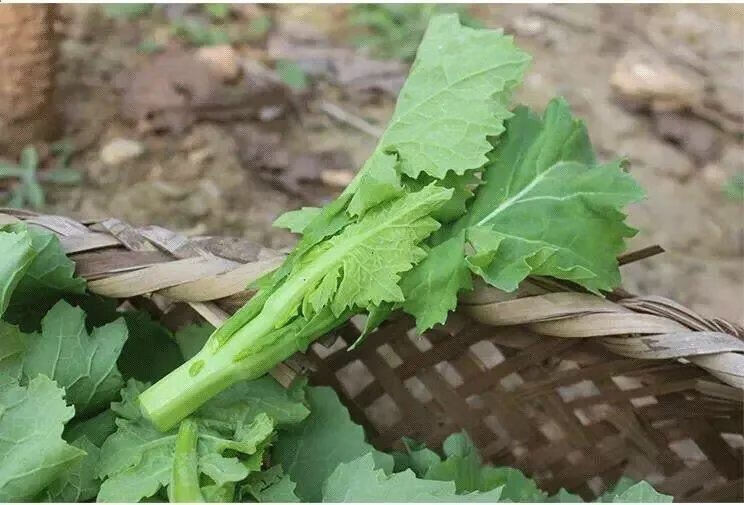 油菜薹新鮮5斤小油菜農家自種蔬菜油菜苗應季青菜油菜尖 5斤