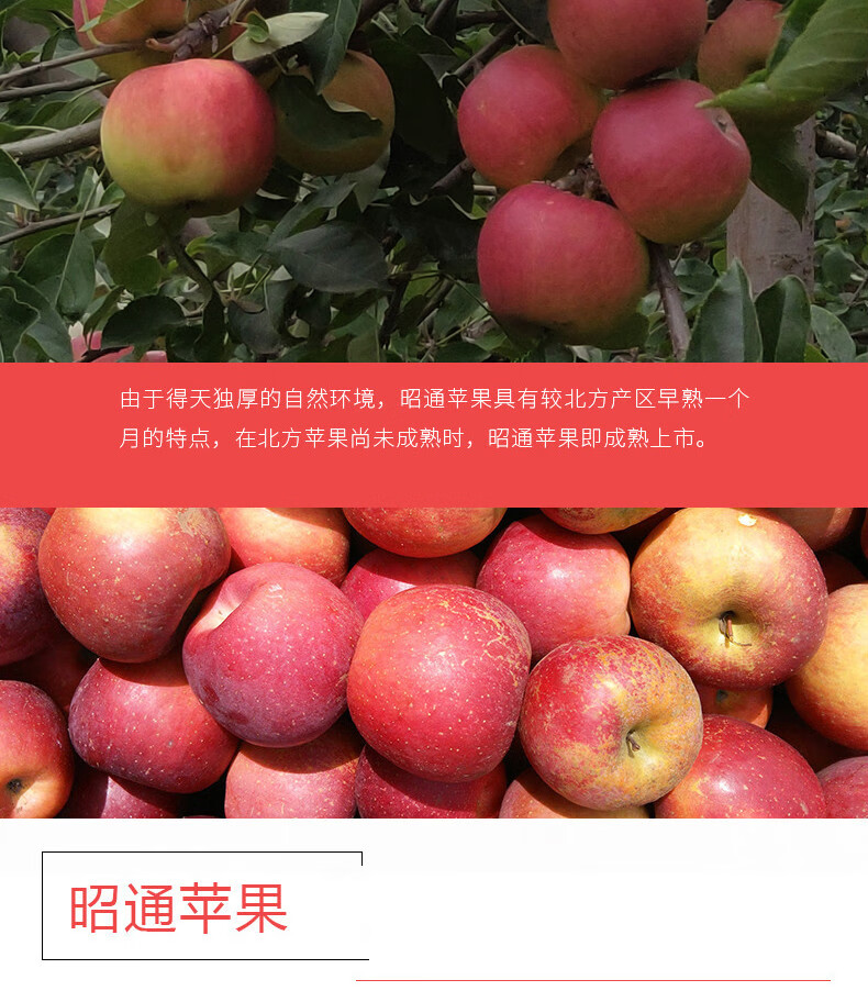 晨臻当季云南昭通红富士丑苹果水果新鲜5斤脆甜多汁f