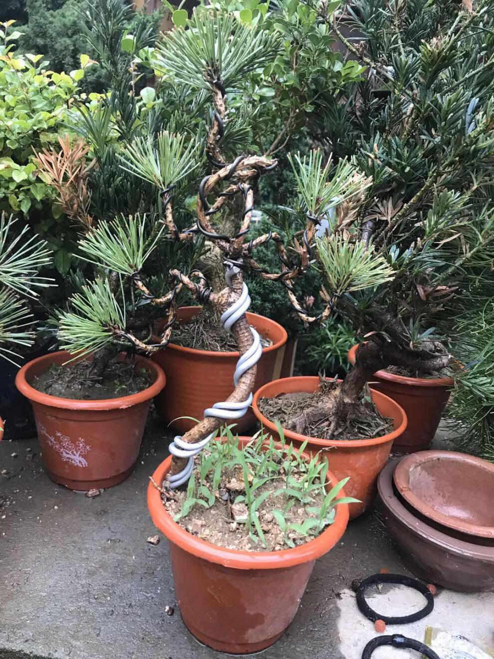 微型盆景盆栽五针松盆景日本三河黑松小苗小型素材 黑松造型9-11头