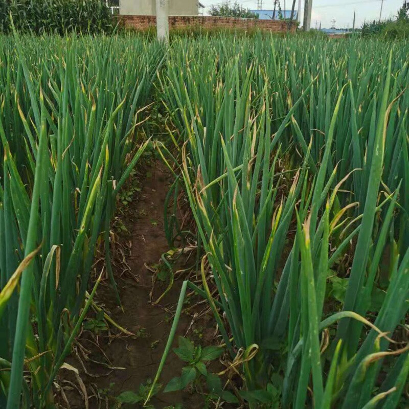 东北大葱510斤批发本地葱农家自种菜新鲜蔬菜批发蘸酱菜5斤