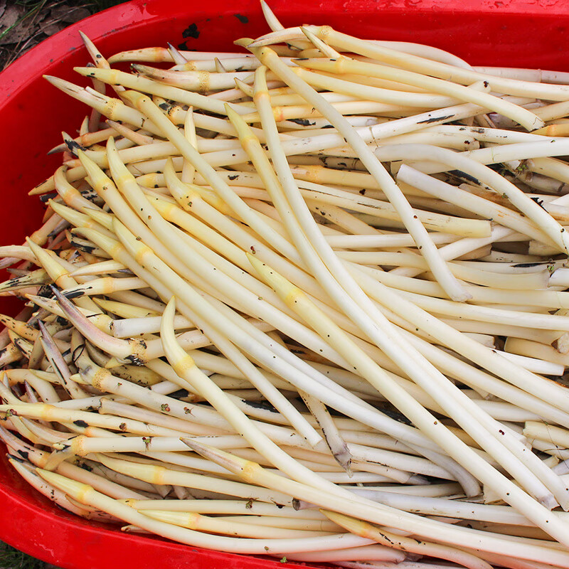 顺丰新鲜藕尖湖北特产现挖莲藕尖藕肠子藕苫蔬菜鲜藕带尖新鲜1000g