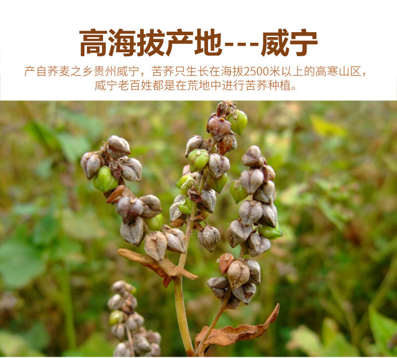 苦荞面条5斤贵州特产威宁可渡河苦荞面条挂面 中刀3把 细刀2把