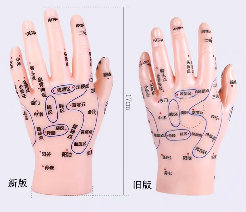 伊冉香約手部模型高清穴位部模型針灸推拿手部反射區兒童手部模型