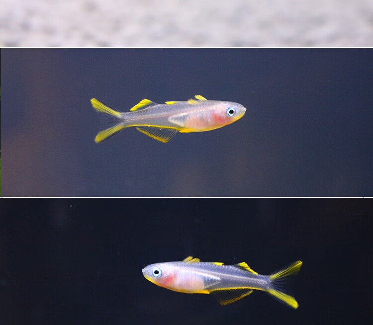 霓虹燕子鱼橘翅珍珠燕子鱼观赏鱼橘红燕子群游活体热带鱼25cm珍珠燕子