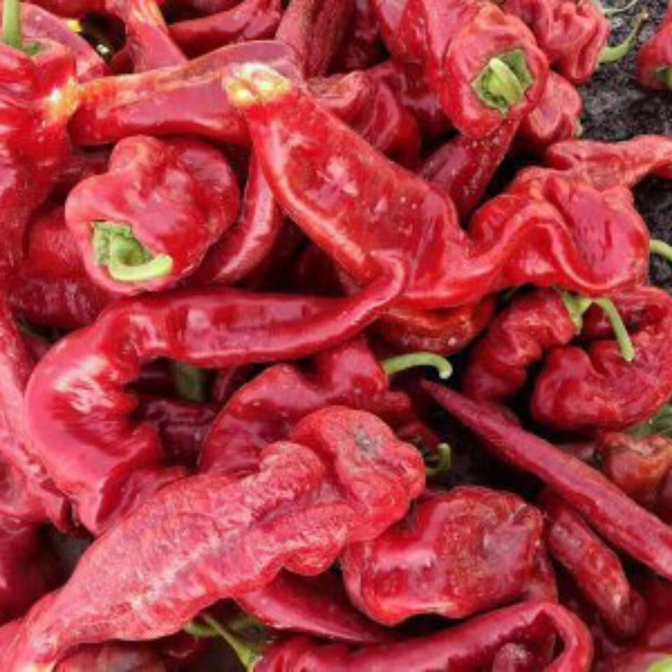 新疆焉耆吊晒 (精品)大螺丝椒肉 辣皮子肉厚特香微辣 500克【图片