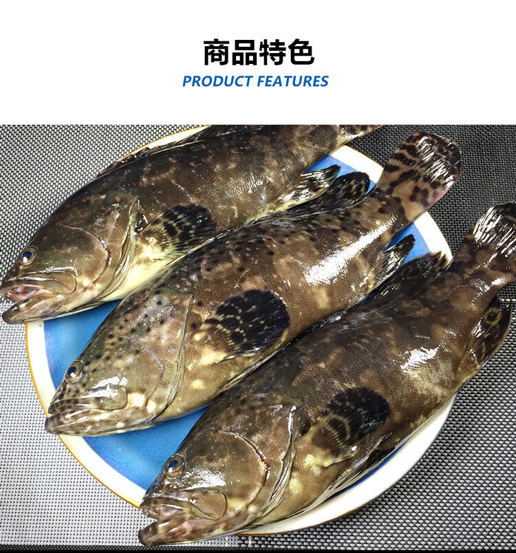 石斑鱼鲜活冷冻现捕大龙胆鱼海鲜珍珠斑鲜活水产鱼类3斤