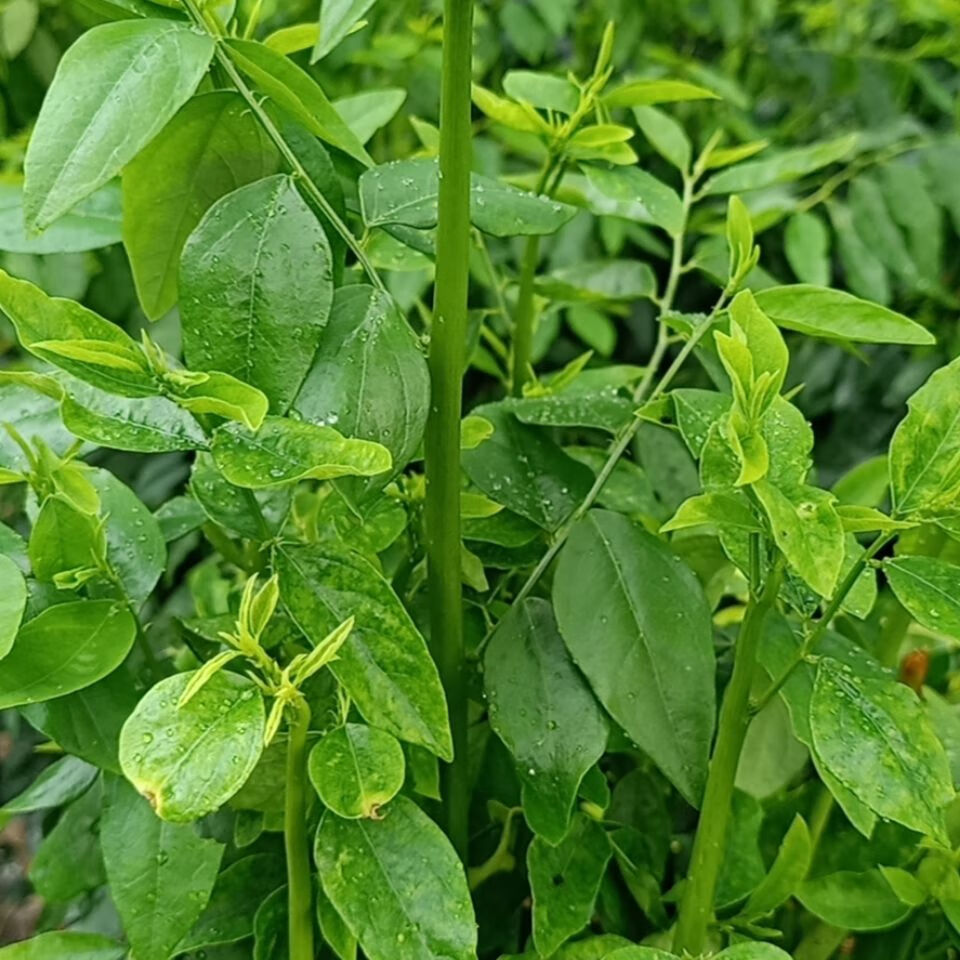 晨臻海南天绿香 树仔菜 新鲜五指山野菜 凉拌菜 海南青菜 2斤家庭聚餐