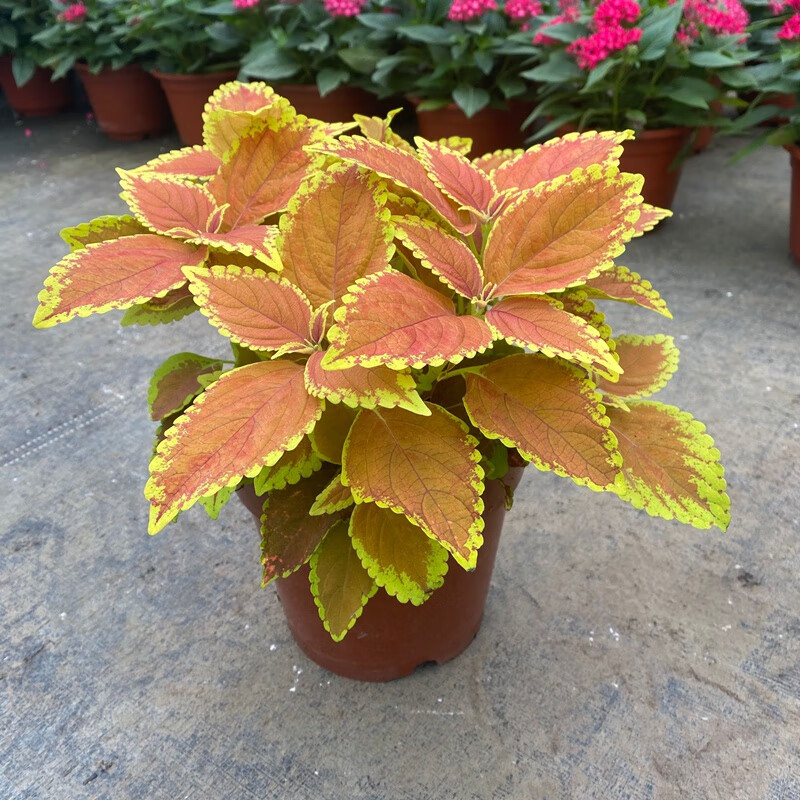彩叶草盆栽彩叶草盆栽变色喜阳耐晒绿植室内外阳台庭院花卉好看观叶z2