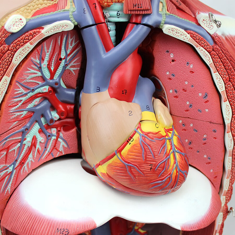 人体器官解剖模拟器图片
