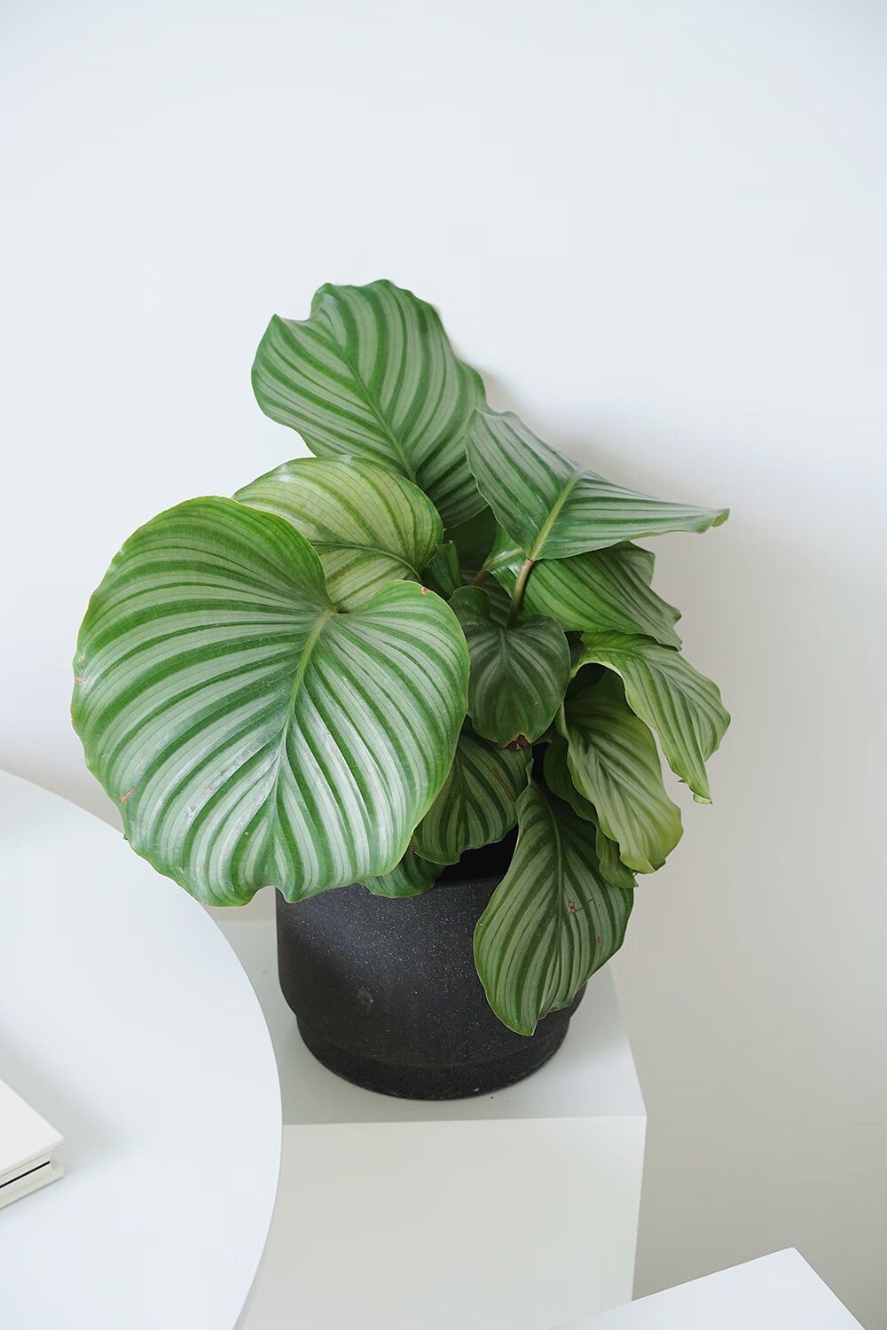 德骊嘉植物私生活青苹果竹芋北欧ins风观叶植物盆栽青苹果北欧黑色花