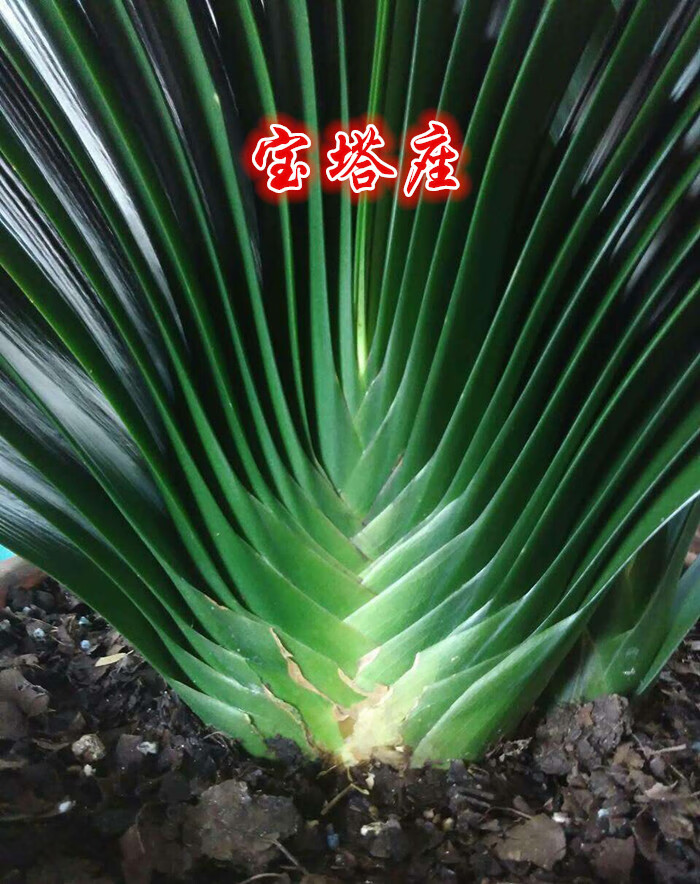 长春正道精品君子兰 中华利剑麻王塔座 国兰小苗坑纹油匠技师大桥