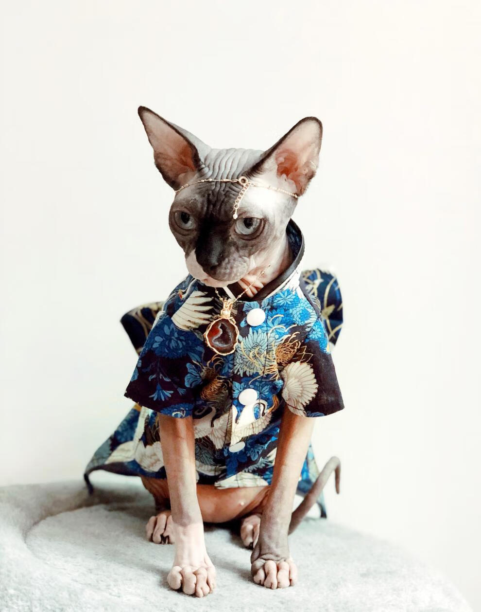 新款无毛猫衣服斯芬克斯无毛猫衣服和服德文宠物狗秋冬新品礼服手工花