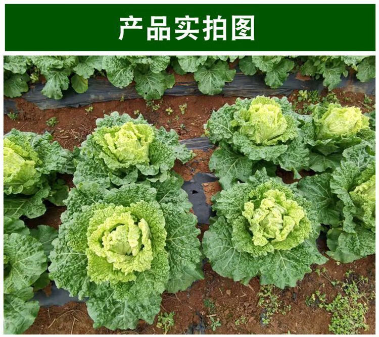 青麻叶白菜新鲜贵州火锅大白菜批发蔬菜现摘青麻菜老品种露天青菜麻叶