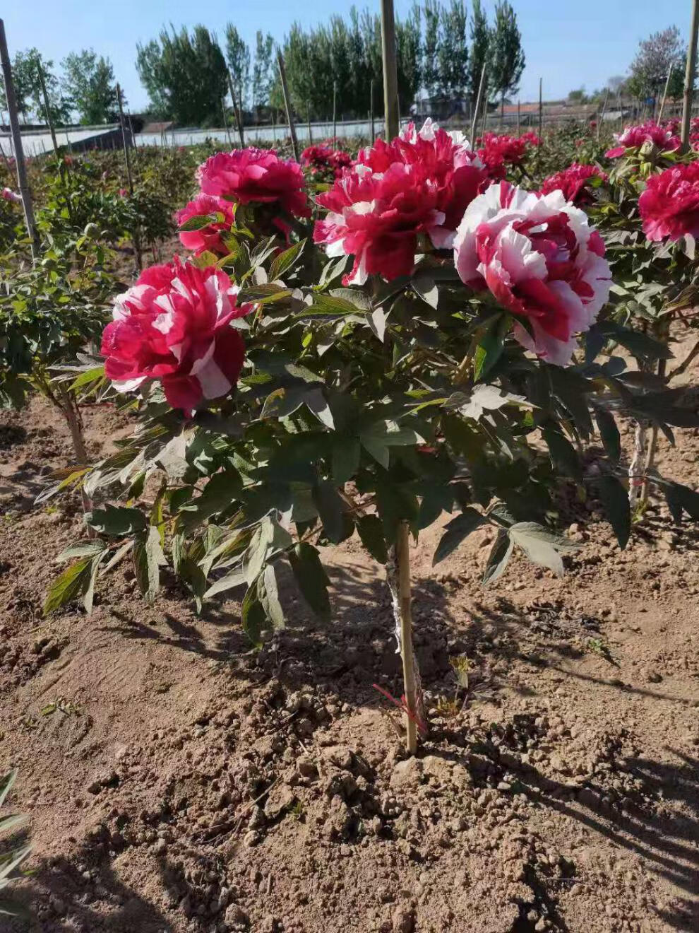 牡丹树大苗独杆花王牡丹树大树菏泽观赏牡丹树花苗百年牡丹对版 岛锦