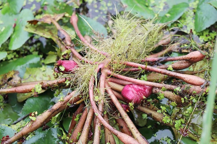 2020新鲜现摘红菱角安徽特产非洪湖老菱角3/5斤带壳鲜菱角嫩 三斤