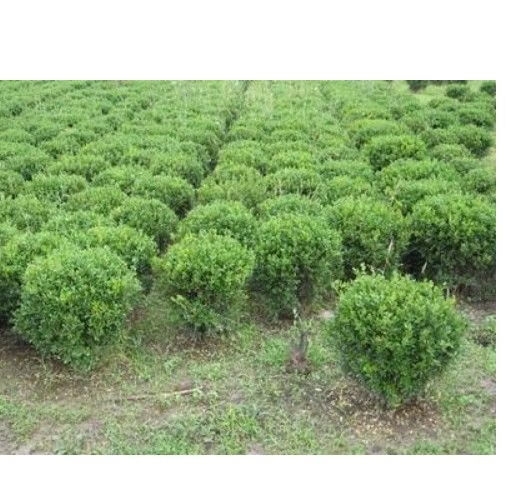 大小叶瓜子黄杨球冬青树苗桩四季常万年青庭院绿花篱