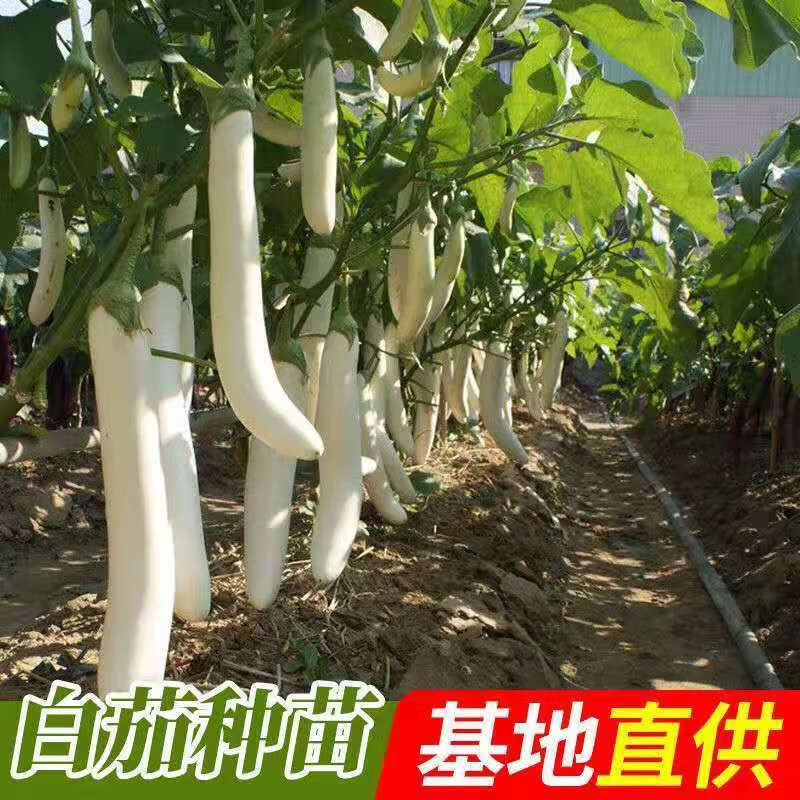 白茄子種子苗長茄圓茄雞蛋茄種籽孑四季陽臺盆栽蔬菜秧苗菜苗高產 杭